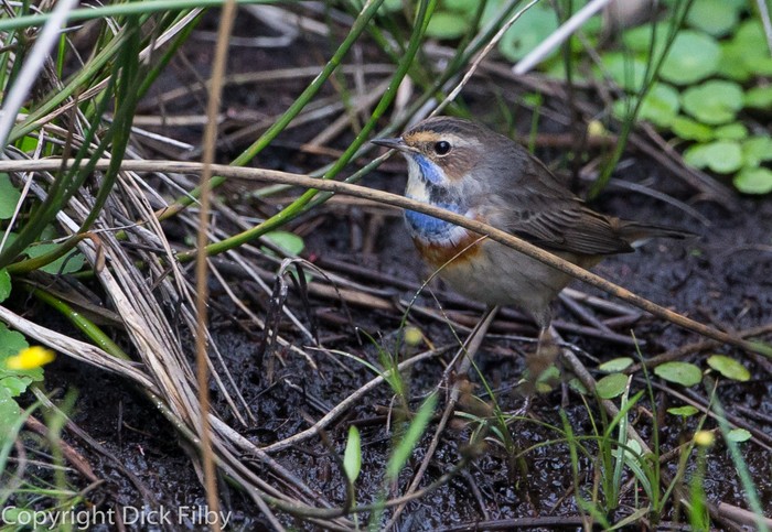 Bluethroat