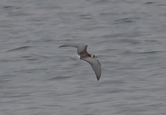 White-winged Black Tern