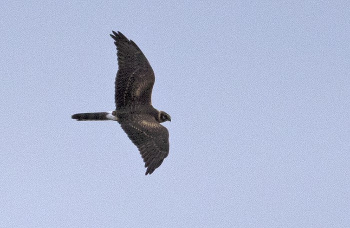 Pallid Harrier