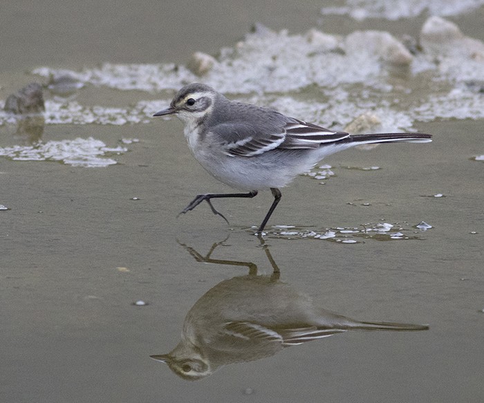 Citrine Wagtail