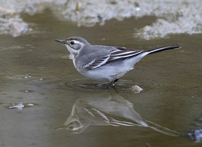 Citrine Wagtail