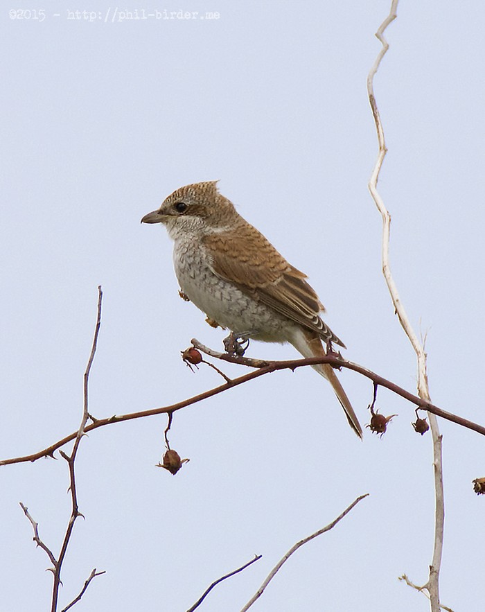 Red-backed Shrike