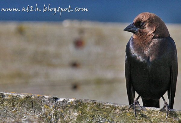 Brown-headed Cowbird