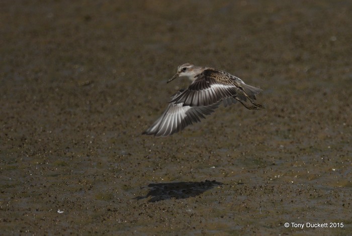 Little Stint