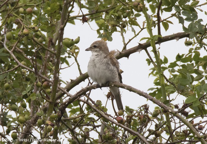 Red-backed Shrike