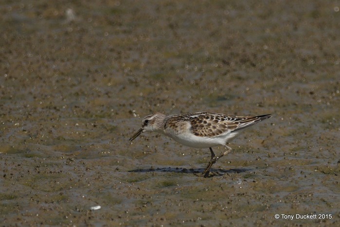 Little Stint