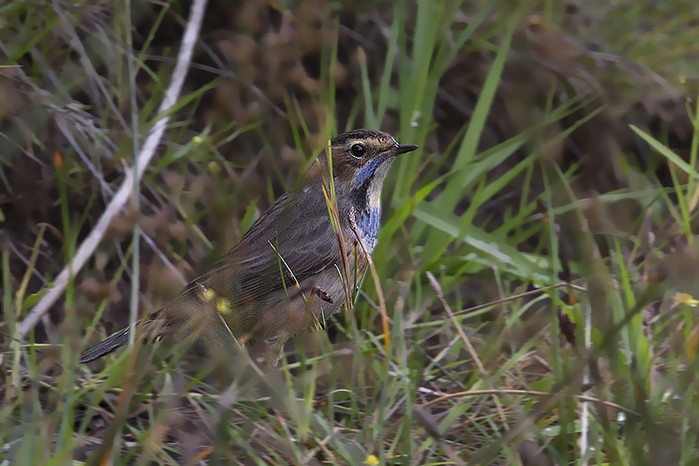 Bluethroat