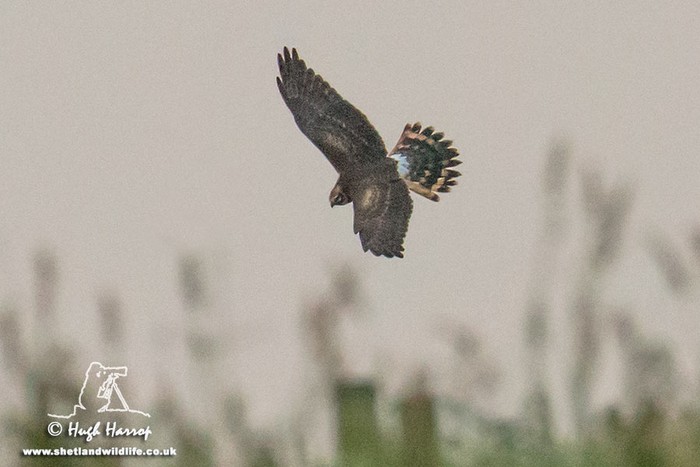 Pallid Harrier
