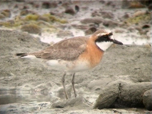 Mongolian Sand Plover