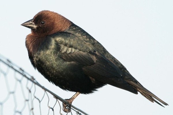Brown-headed Cowbird