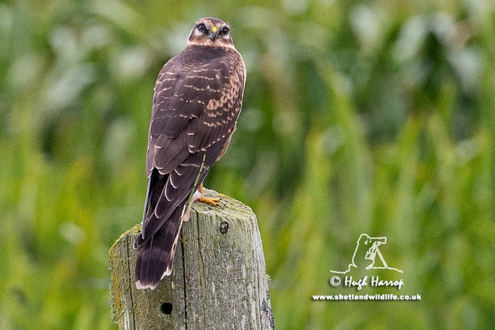 Pallid Harrier