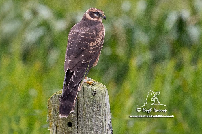 Pallid Harrier