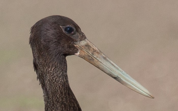 Black Stork