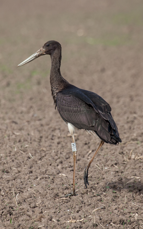 Black Stork