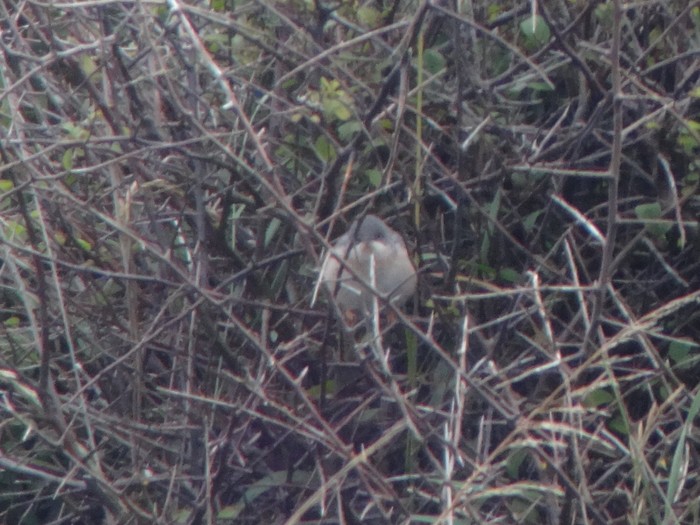 Subalpine Warbler