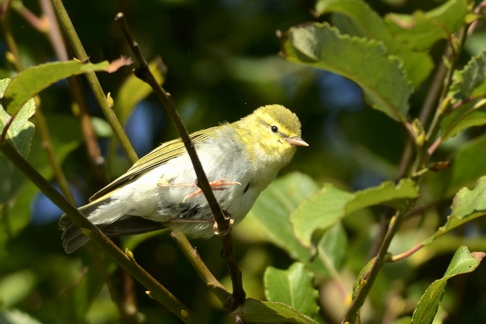 Wood Warbler