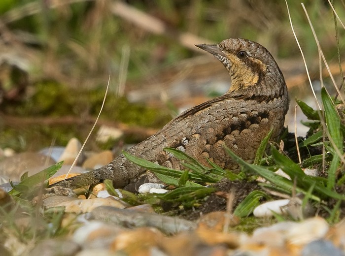 Wryneck