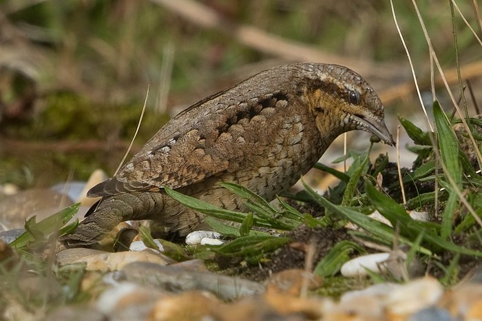 Wryneck