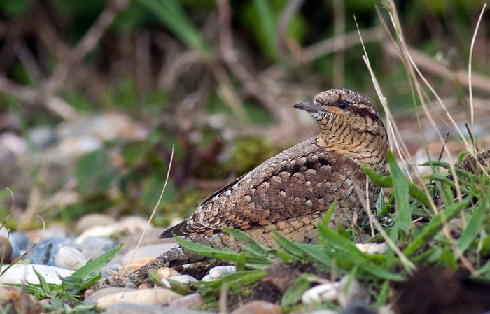 Wryneck