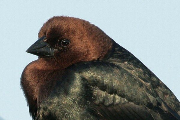 Brown-headed Cowbird