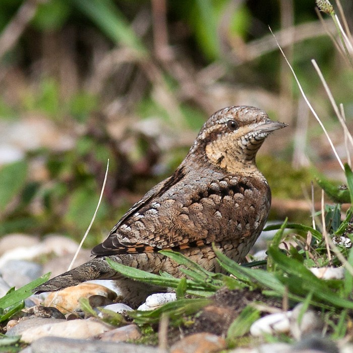 Wryneck