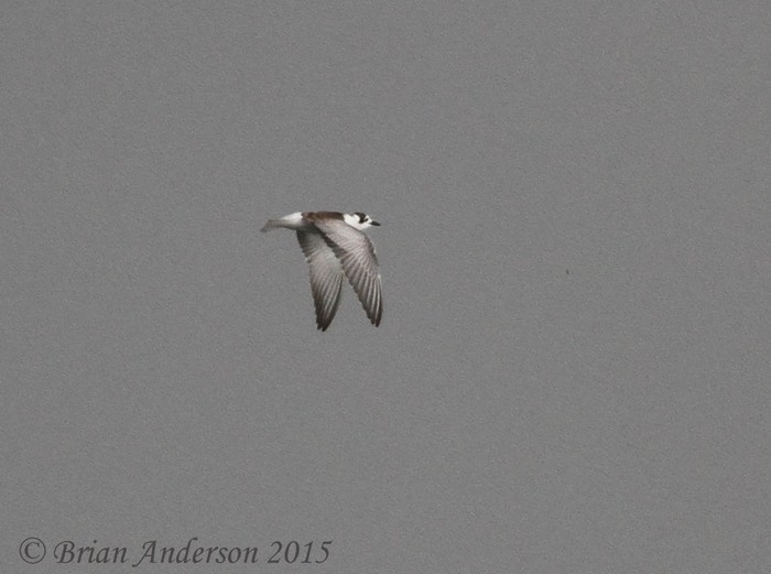 White-winged Black Tern