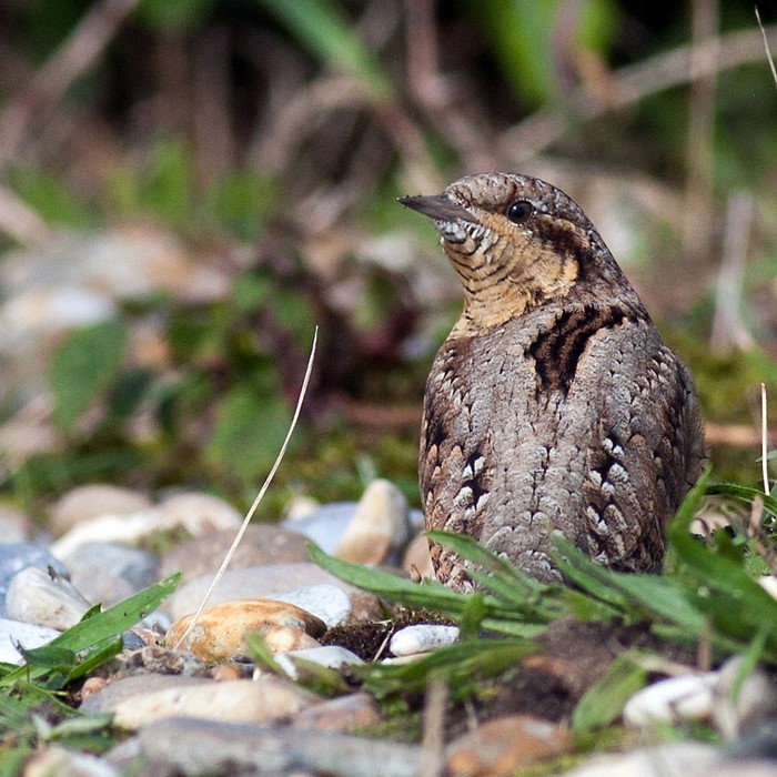 Wryneck
