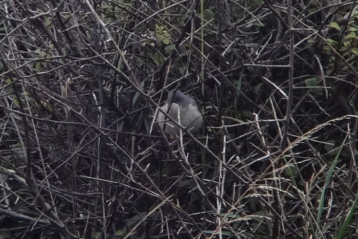 Subalpine Warbler