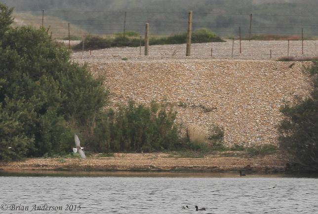 White-winged Black Tern