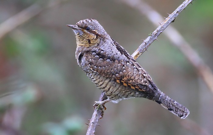 Wryneck