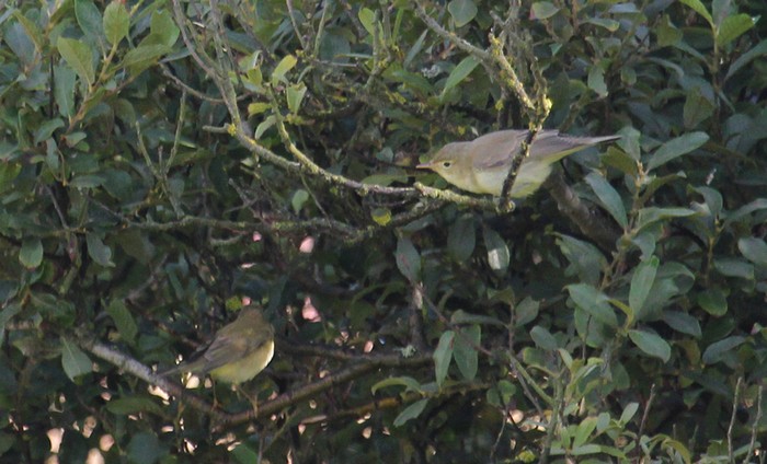 Icterine Warbler