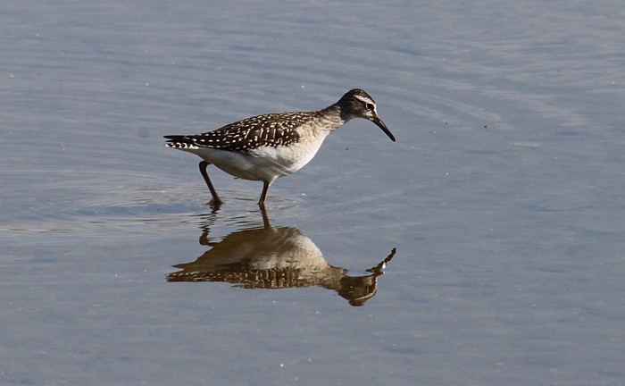 Wood Sandpiper