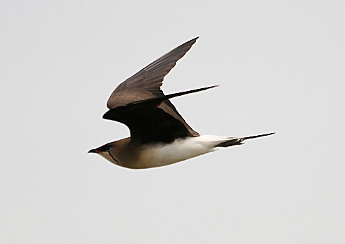 Black-winged Pratincole