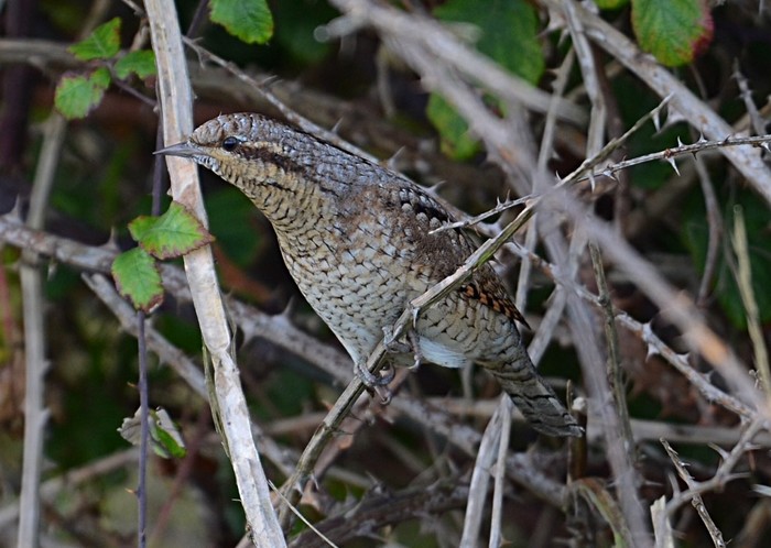 Wryneck