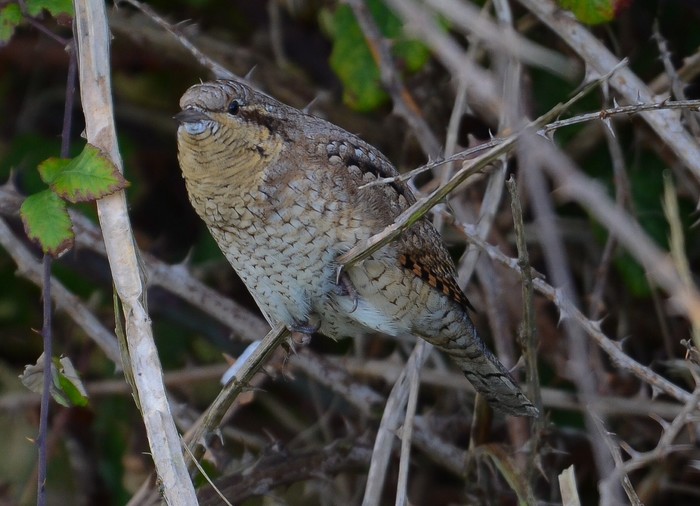 Wryneck