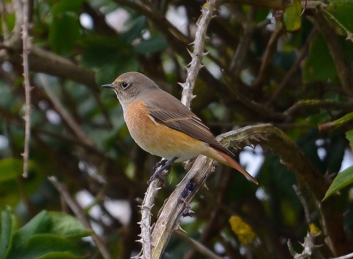 Redstart