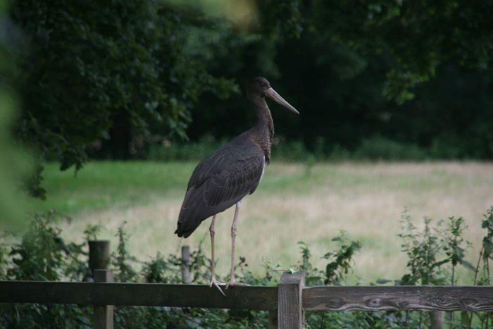Black Stork