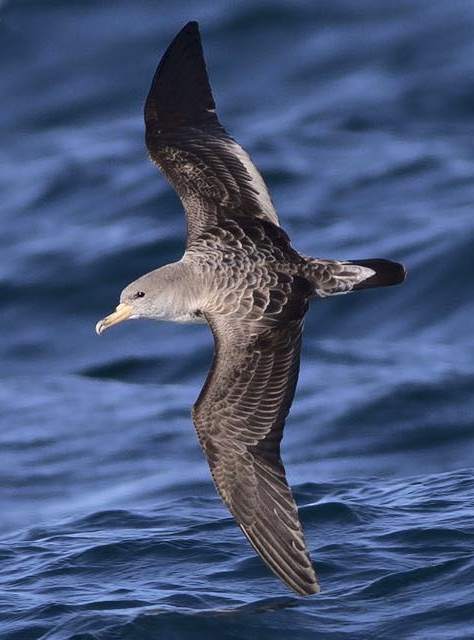 Cory's Shearwater