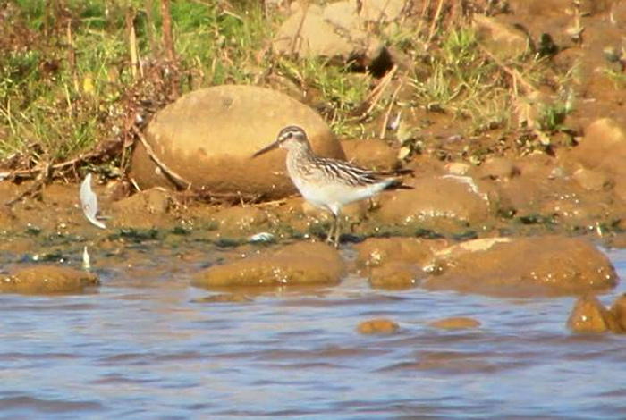Broad-billed Sandpiper