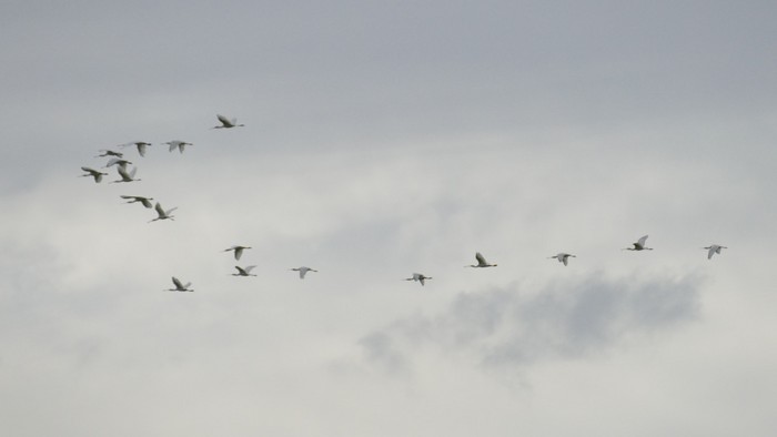 Spoonbill