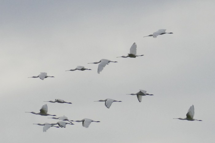 Spoonbill