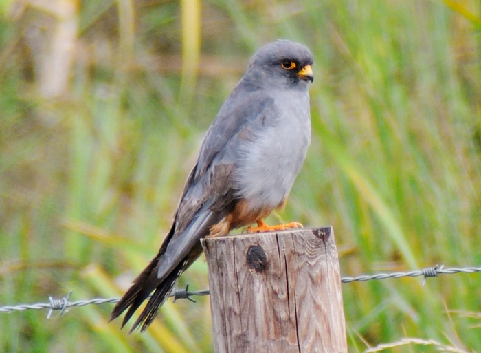 Red-footed Falcon
