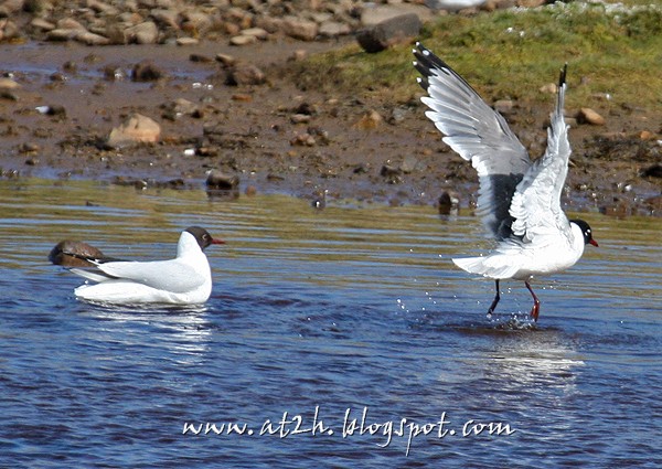Franklin's Gull