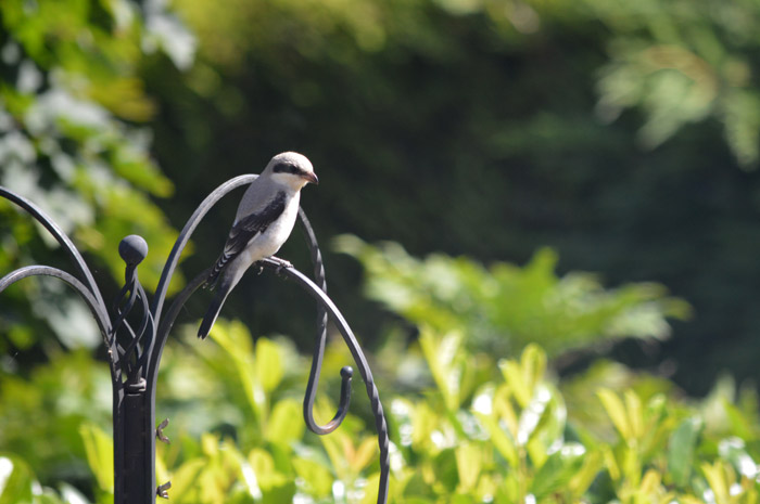 Lesser Grey Shrike