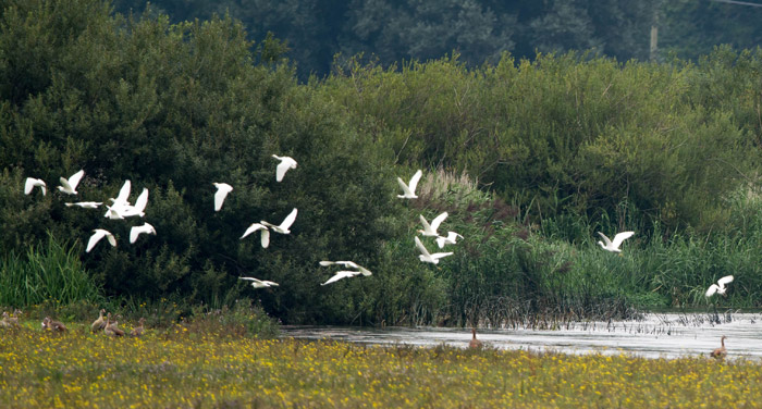 Cattle Egret