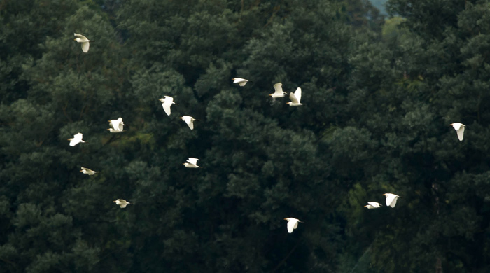 Cattle Egret