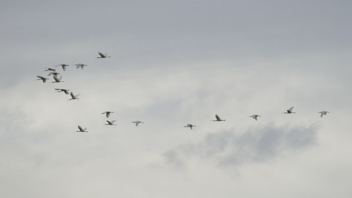Spoonbill