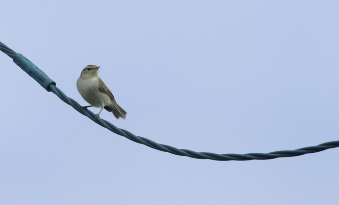 Greenish Warbler