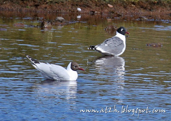 Franklin's Gull