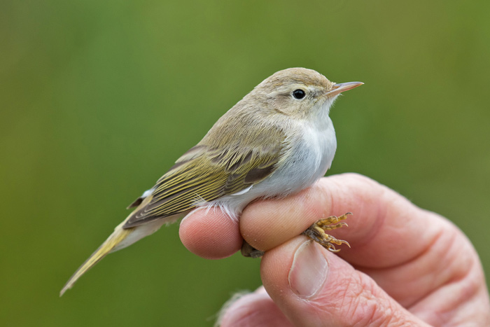 Western Bonelli's Warbler